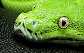 snake, eyes, animals