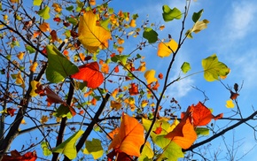 leaves, paints, autumn