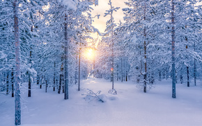 snow, nature, trees, Sun, forest