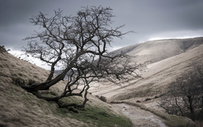 tree, mountain, landscape, nature