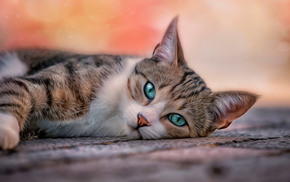 cat, pose, animals, blue eyes