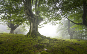 nature, forest