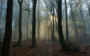 Sun, autumn, mist, trees