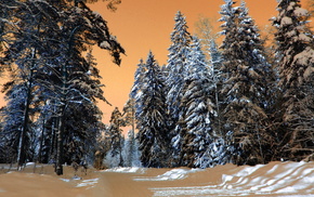 snow, forest, winter, nature