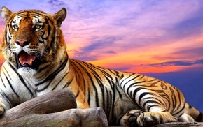 sunset, animals, art, tiger
