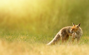 depth of field, fox