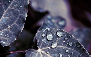 leaves, water drops, depth of field, dew, nature