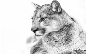 animals