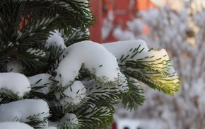 fir-tree, snow, winter