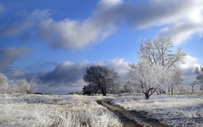 field, road, trees, winter, nature