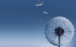 sky, umbrella, flowers