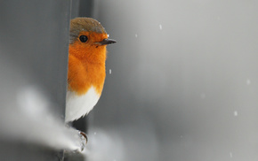 animals, bird, snow, fence