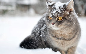 winter, animals, snow