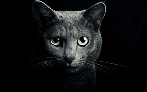 animals, cat, eyes, gray