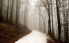 nature, road, mist, forest