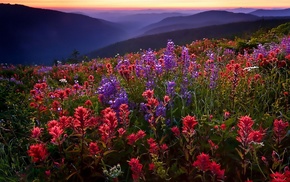 flowers, landscape, nature, mountain, field