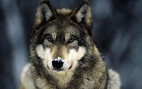 wolf