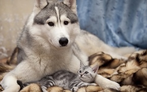 dog, cat