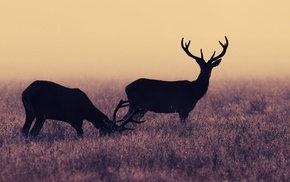 deer, animals, nature