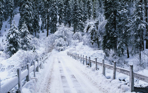 nature, road, forest, winter