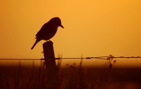 silhouette, sunset, fence, birds