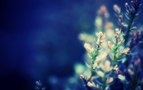 macro, flowers