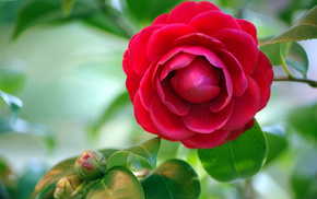 background, leaves, flowers