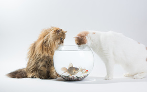 animals