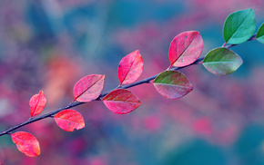 branch, nature, leaves, autumn