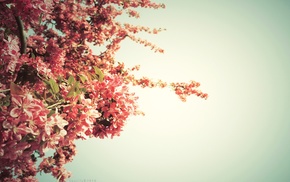 pink, sky, flowers