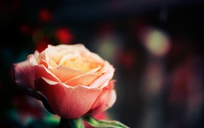 rose, depth of field