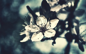 nature, macro, flowers