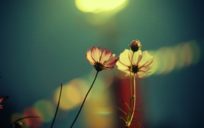 flowers, closeup