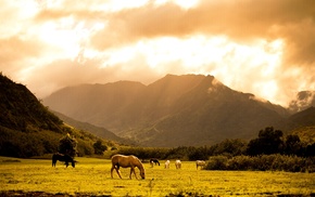 horses, mountain, nature