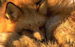 nature, animals, fox