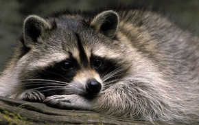 animals, nature