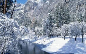 snow, forest, winter