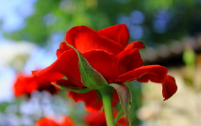 flowers, rose