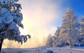 sunset, frost, light, forest, snow