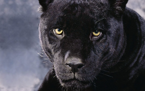 animals