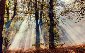 forest, nature, autumn, trees, light