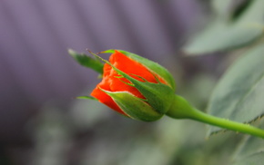 rose, red, flowers