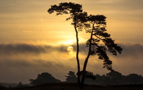 tree, landscape, sky, nature