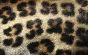 stunner, texture, macro, leopard