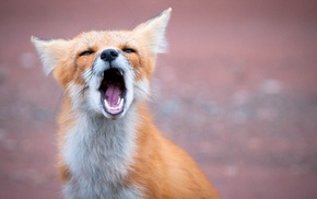 animals, fox, red hair, muzzle