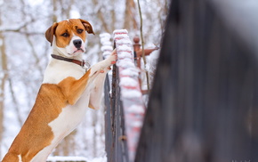 dog, animals, fence