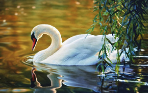 animals, nature