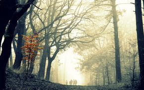 forest, trees, nature, mist