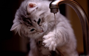 kitten, animals, water
