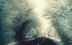 road, trees, snow